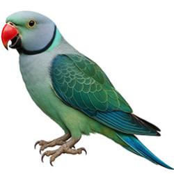 Asiatic Parakeets (Other)